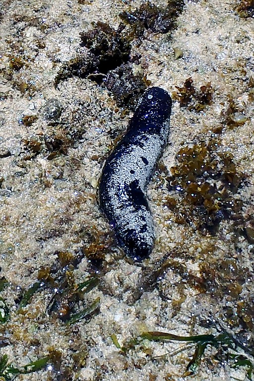 Kenia (540).jpg